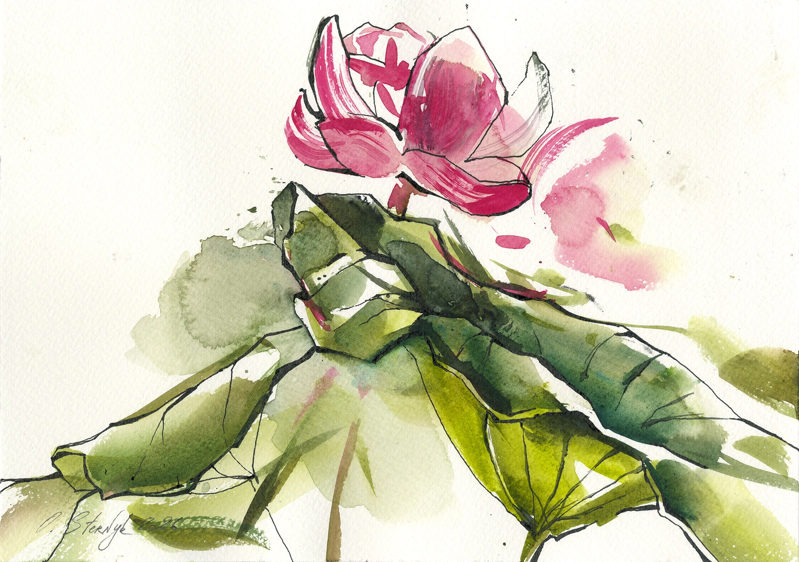 Lotus, Uppsalas botaniska gården av Olga Sternyk