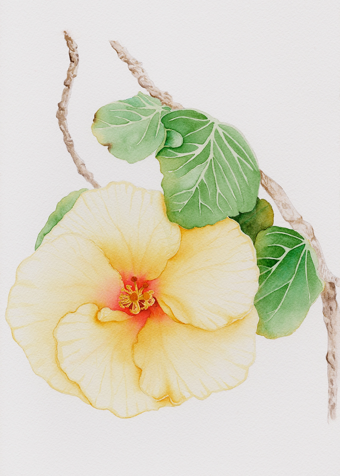 Akvarell Hibiskus av Sabina Hannila