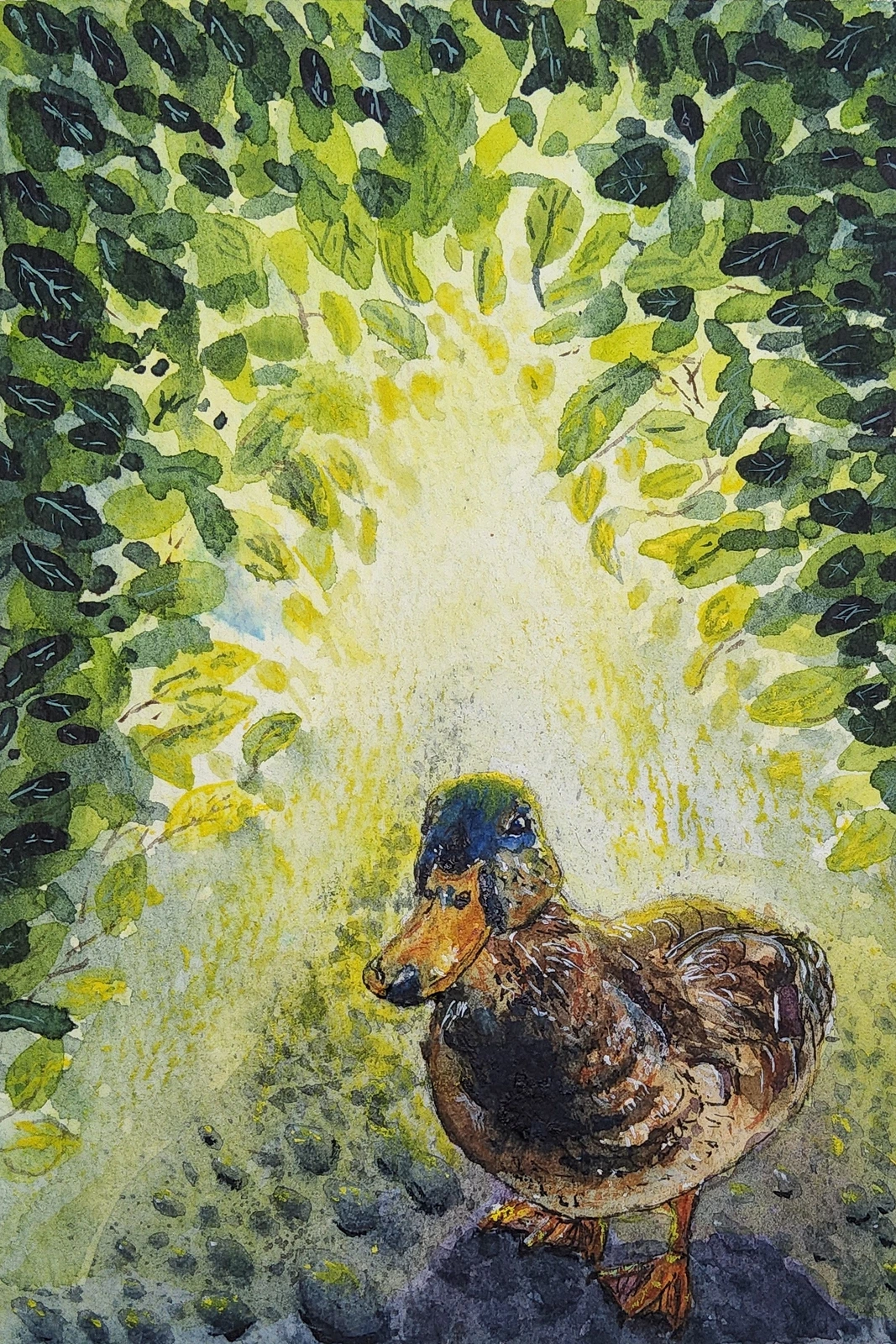 Akvarell Quacking in sunlight av Paula Bakker