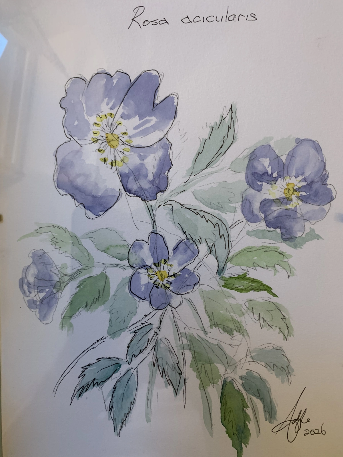 Akvarell Rosa acicularis av Carlyle Minnaar