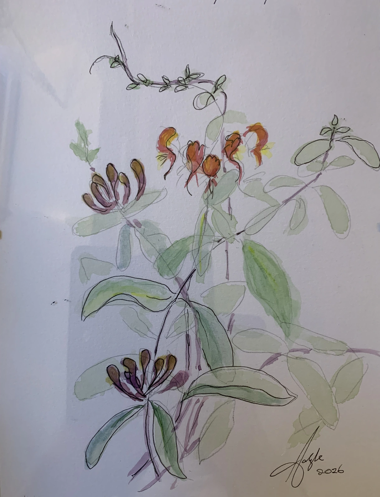 Akvarell Lonicera periclymenum - wild  caprifolium av Carlyle Minnaar