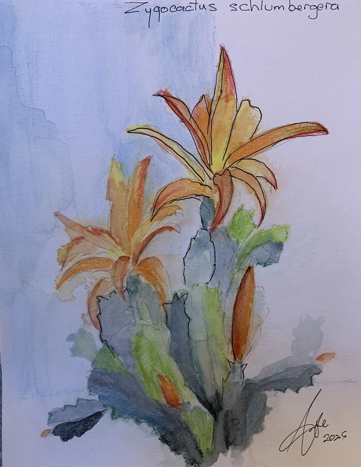 Akvarell Zygocactus schlumbergera - cactus av Carlyle Minnaar