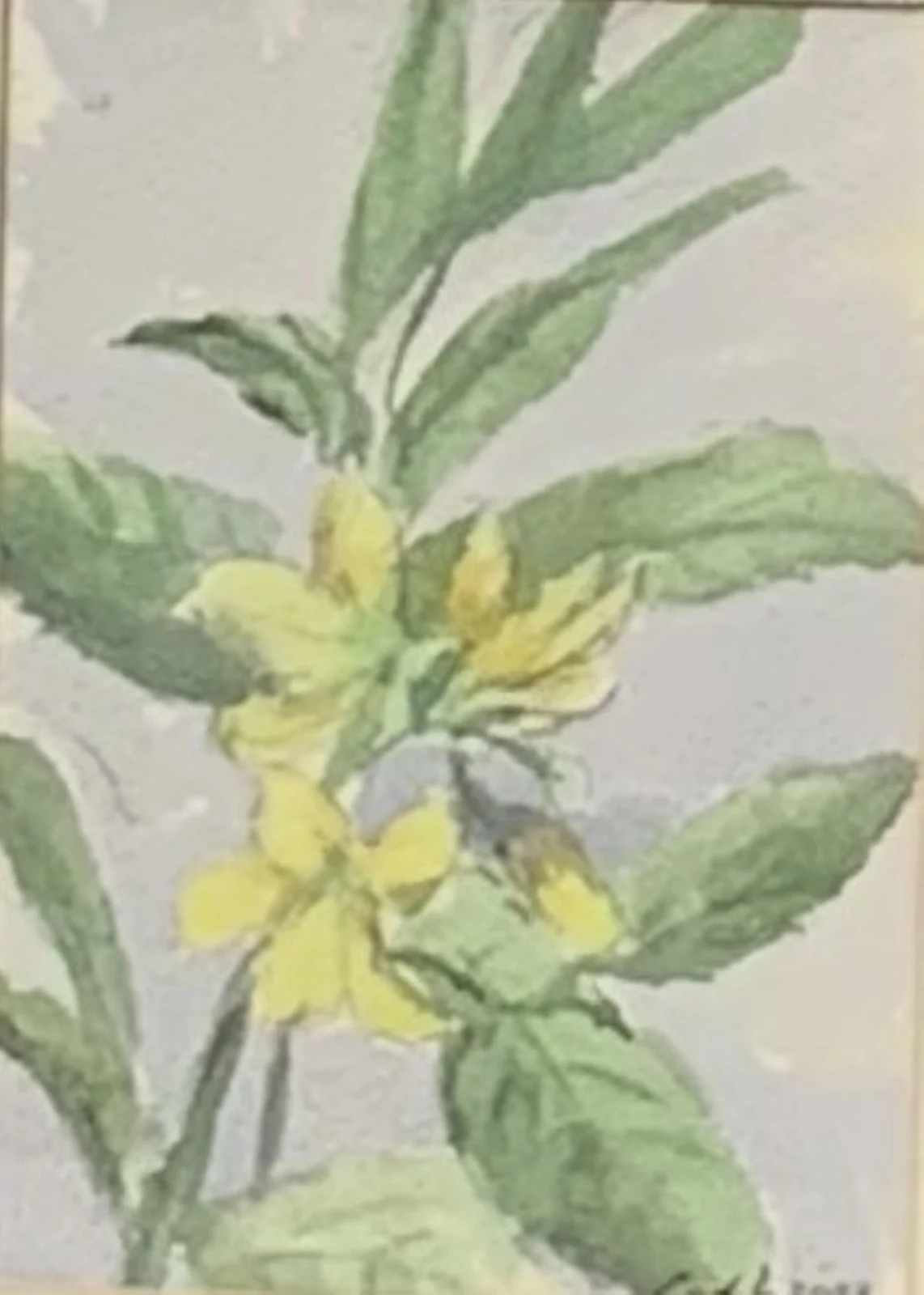 Akvarell Second springflower av Carlyle Minnaar