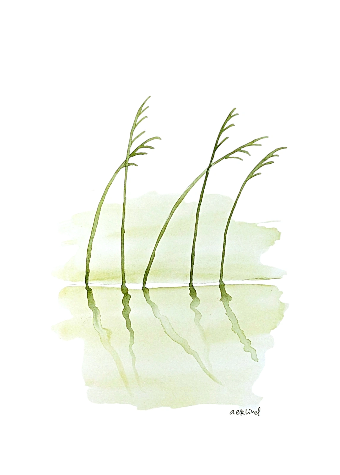 Akvarell Sea Oats av Annika Eklind