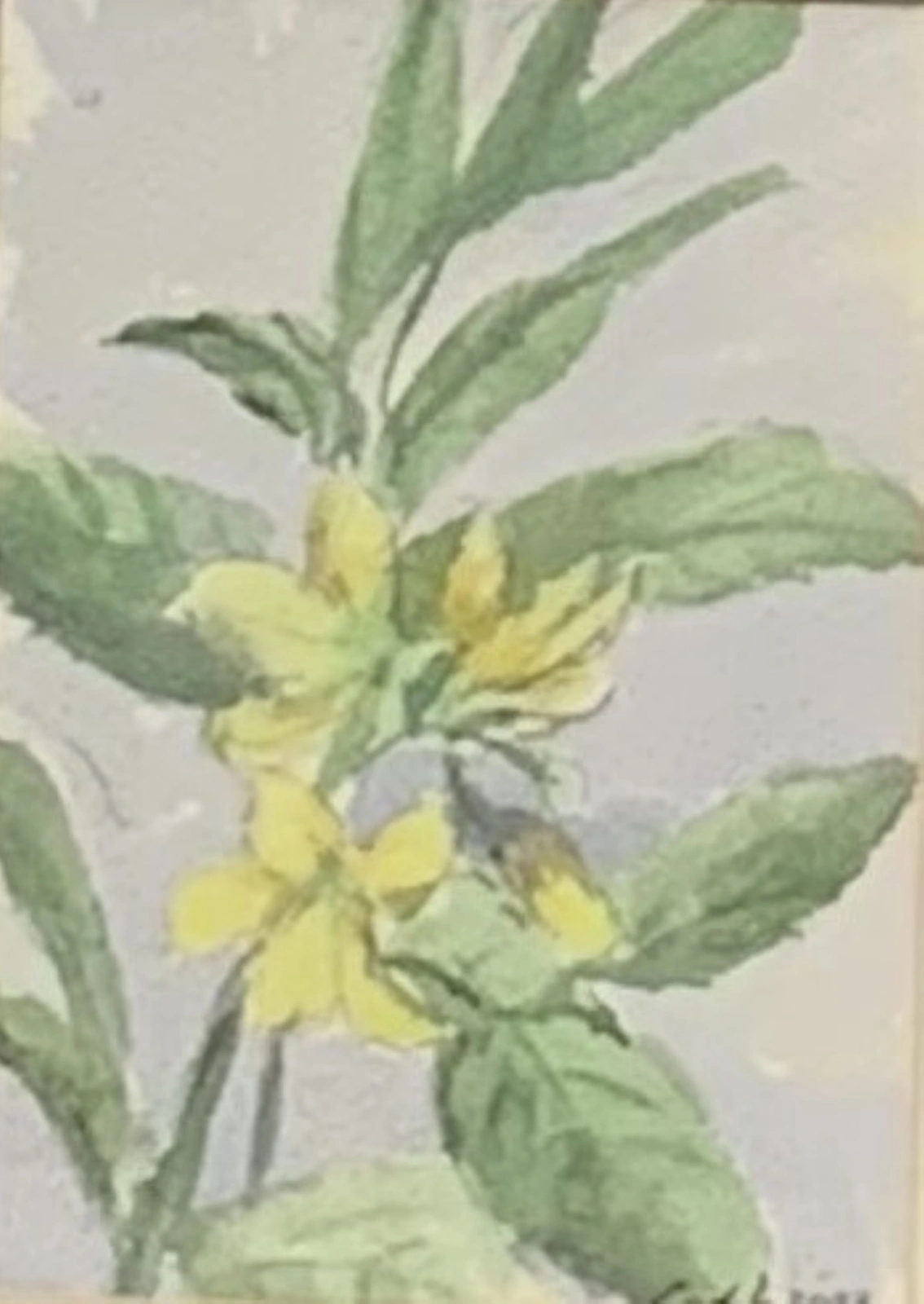 Akvarell Wildflower av Carlyle Minnaar