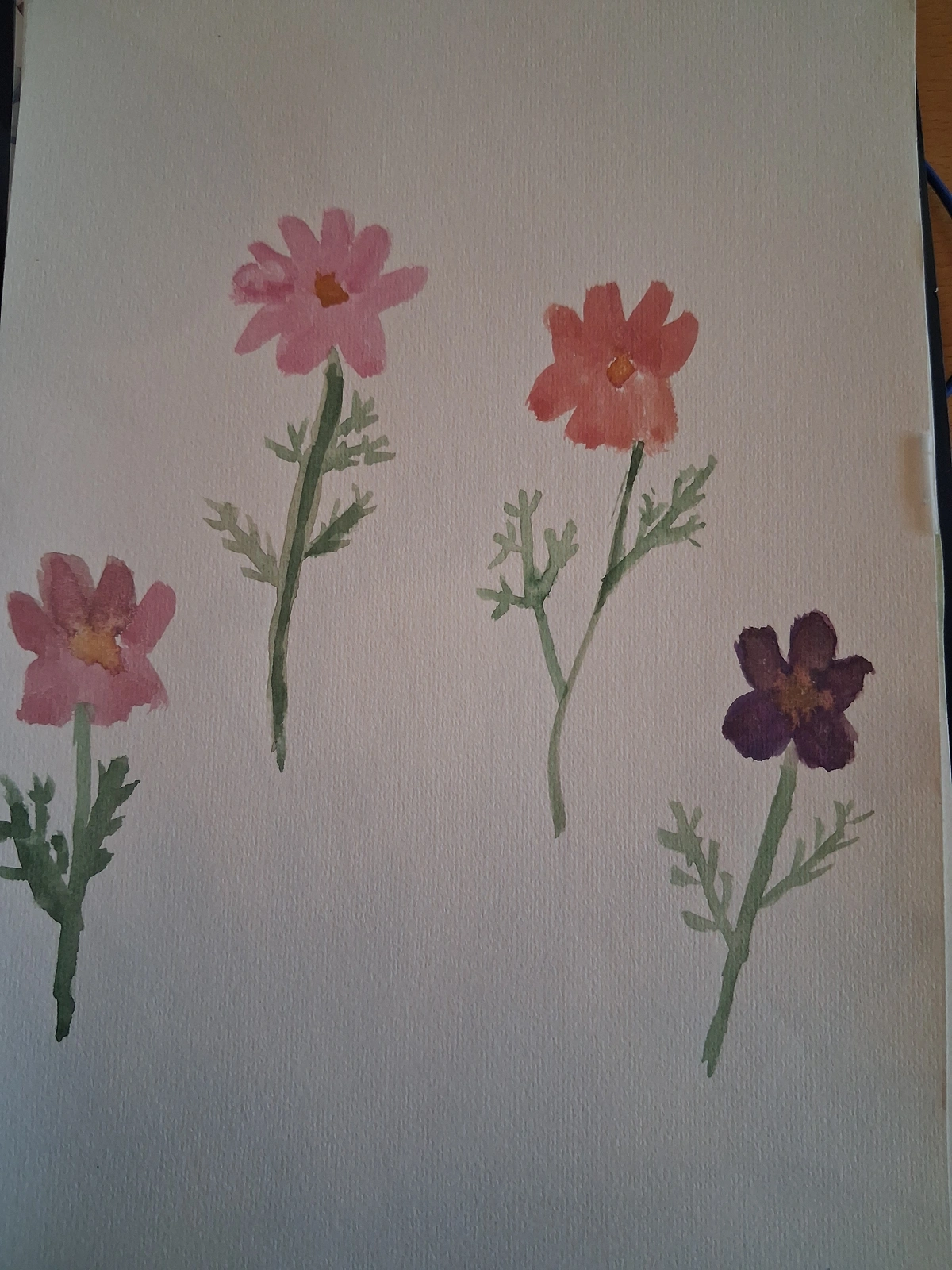 Akvarell Favorite cosmos flower av Katja Tuovila