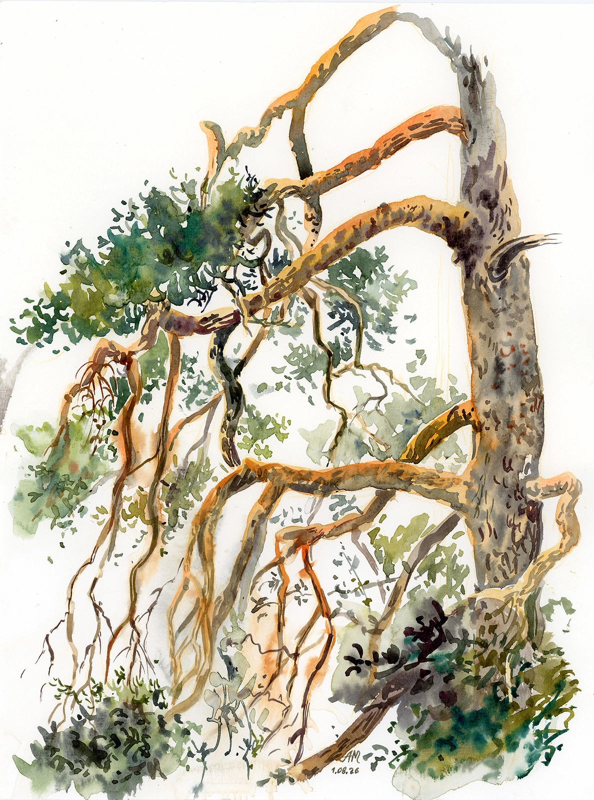 Akvarell Pine tree av Anastasiia Mazeina