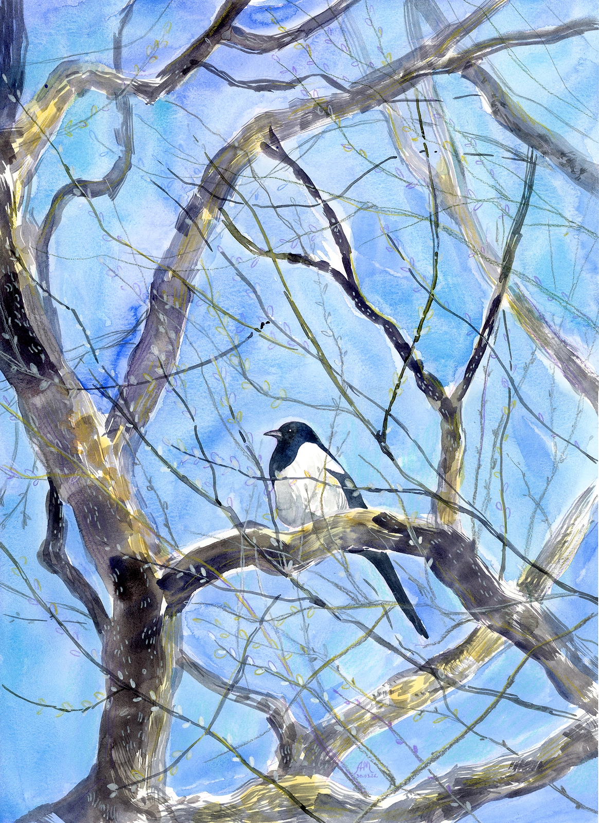 Akvarell My magpie friend av Anastasiia Mazeina