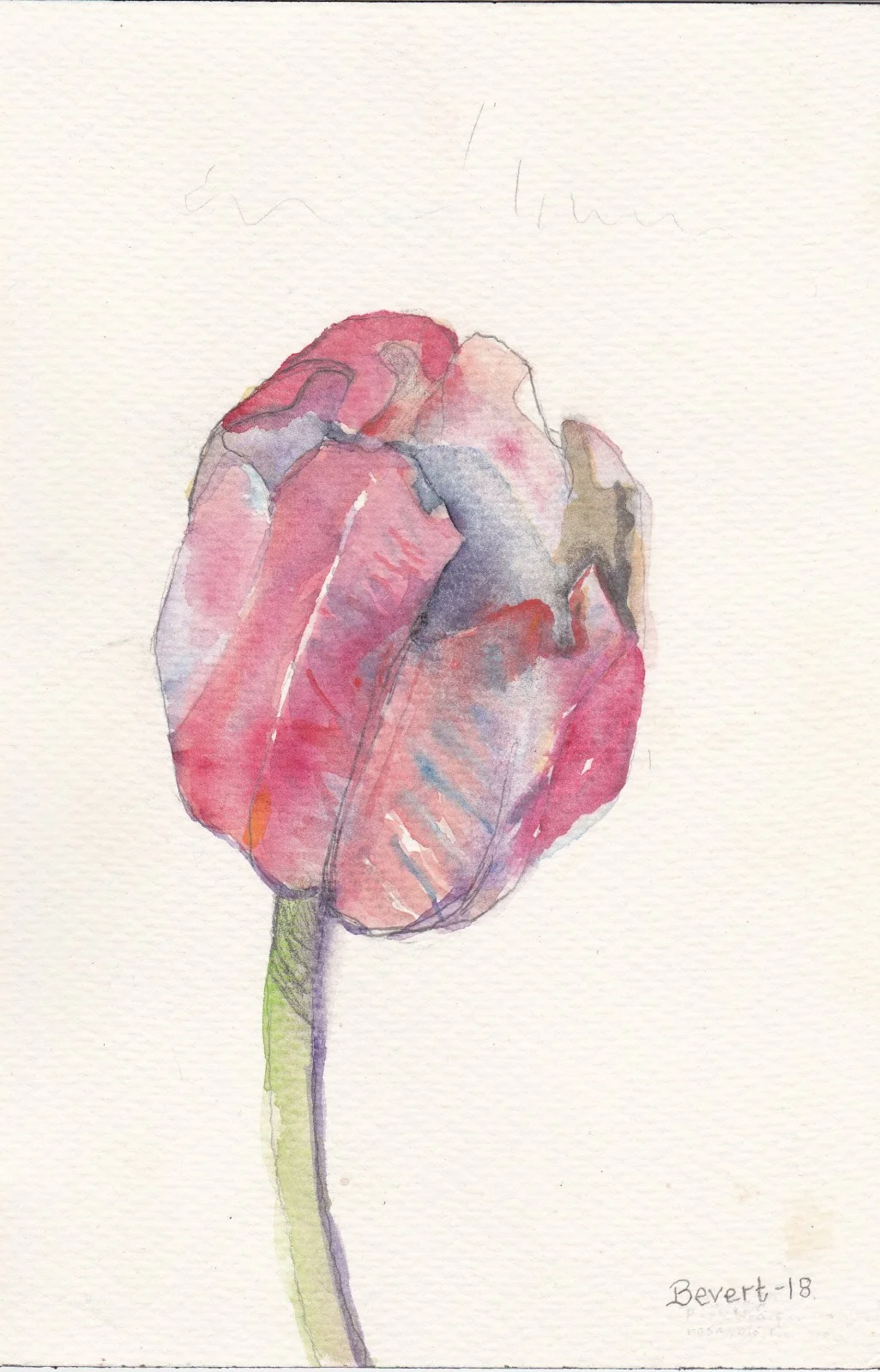 Akvarell Med en enkel Tulipan av Britt Evertsson