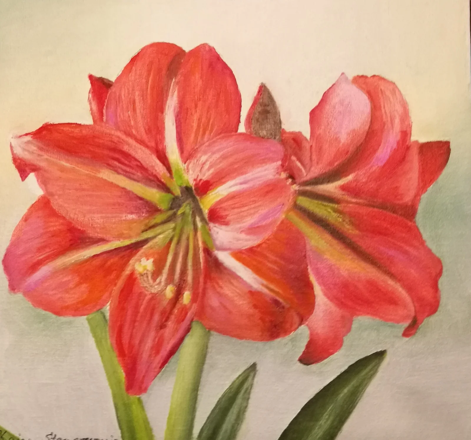 Oljemålning Amaryllis av Kajsa Stamenkovic