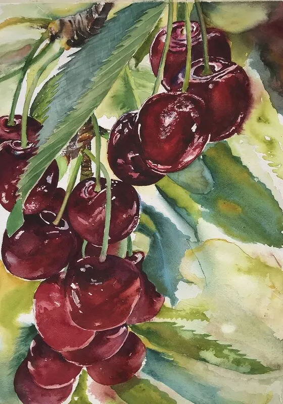 Akvarell Cherries av Ewa Helzen
