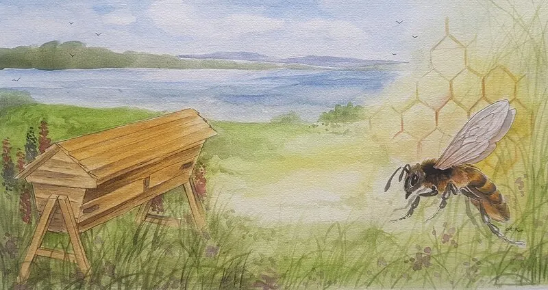 Akvarell Illustration honungsetikett av Anna Komstadius