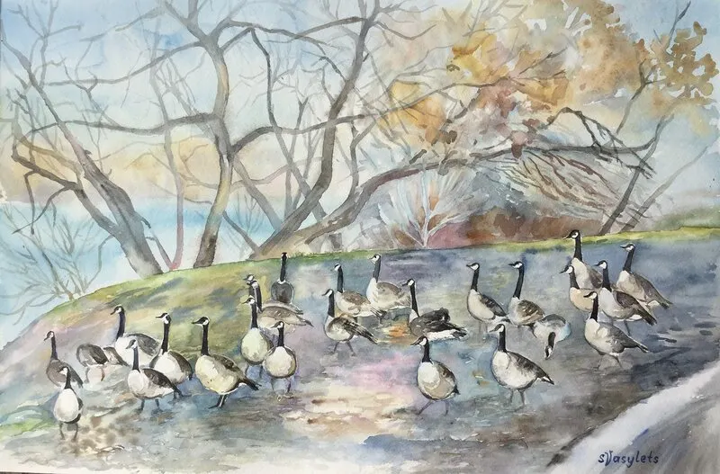 Akvarell Canada geese av Svitlana Vasylets