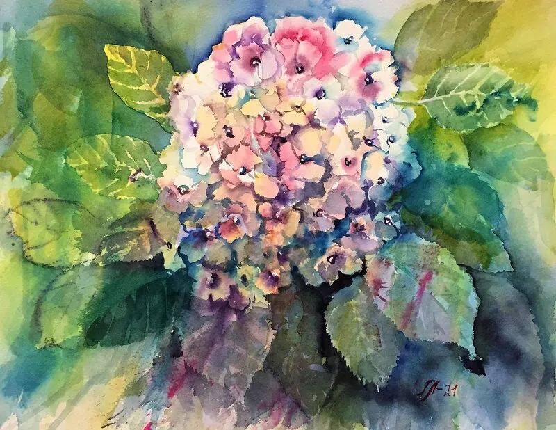 Akvarell Hortensia av Tanya Lundmark