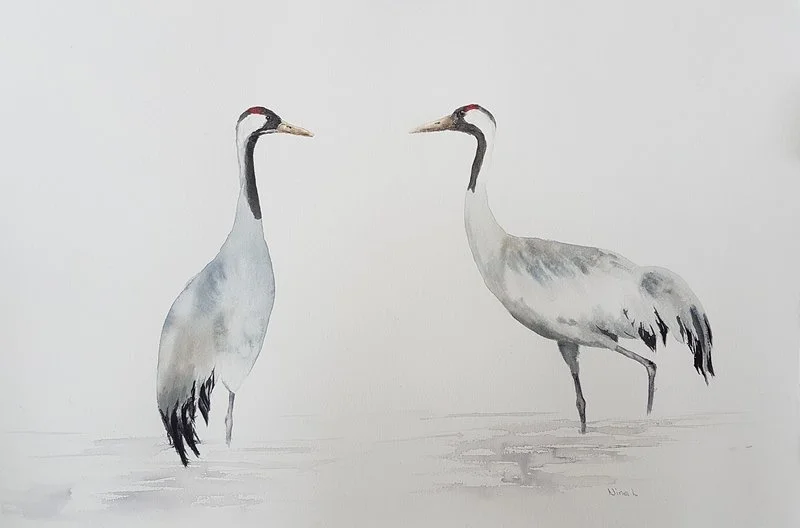 Akvarell Tranor av Nina Laestander