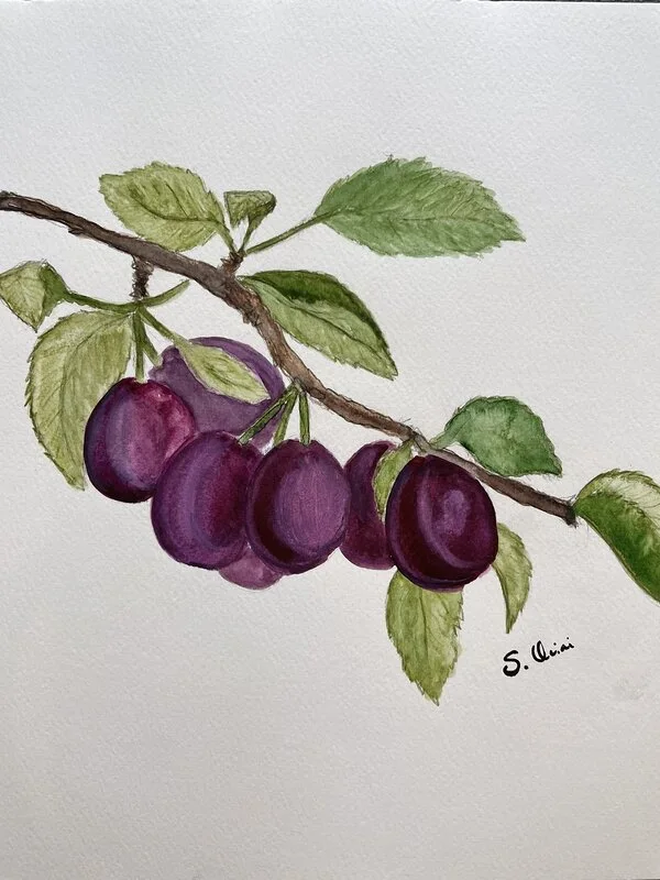 Akvarell Plums av Sofia Oliai