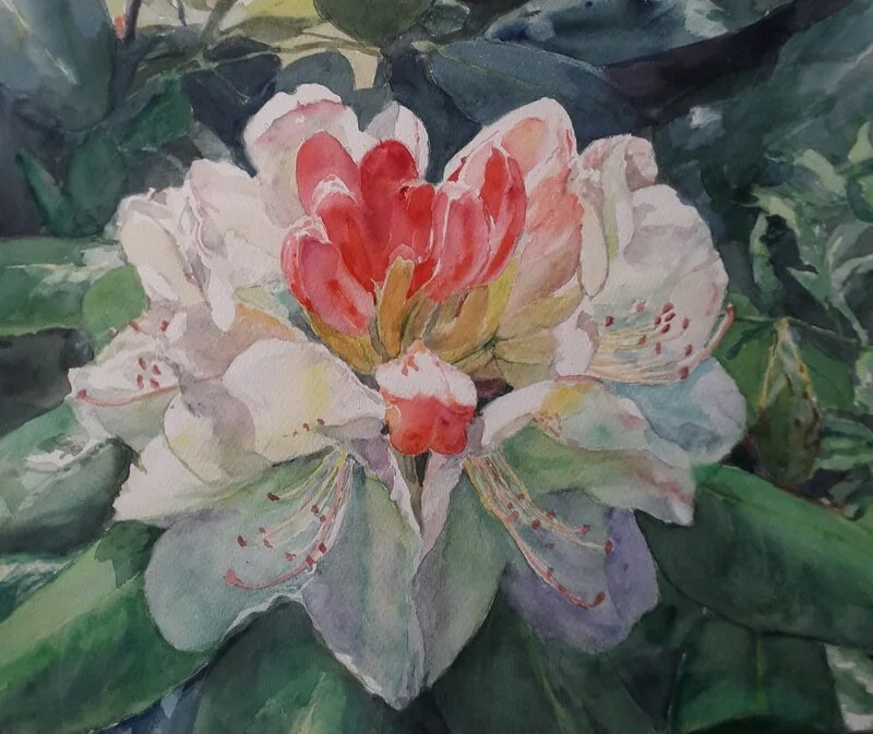 Akvarell Rhododendron av Margaret Sellmark