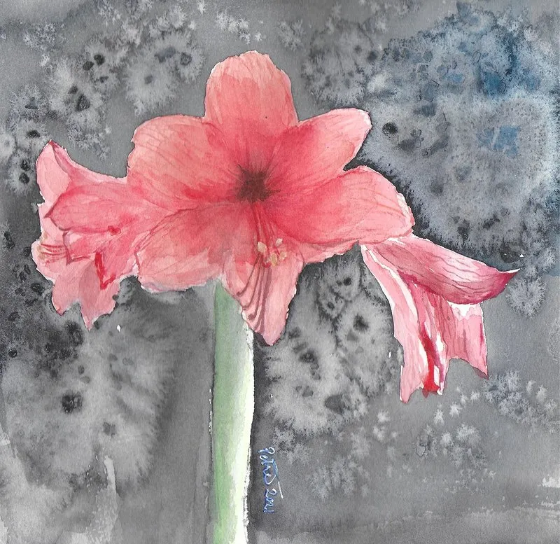 Akvarell Amaryllis av Petra Skogsberg