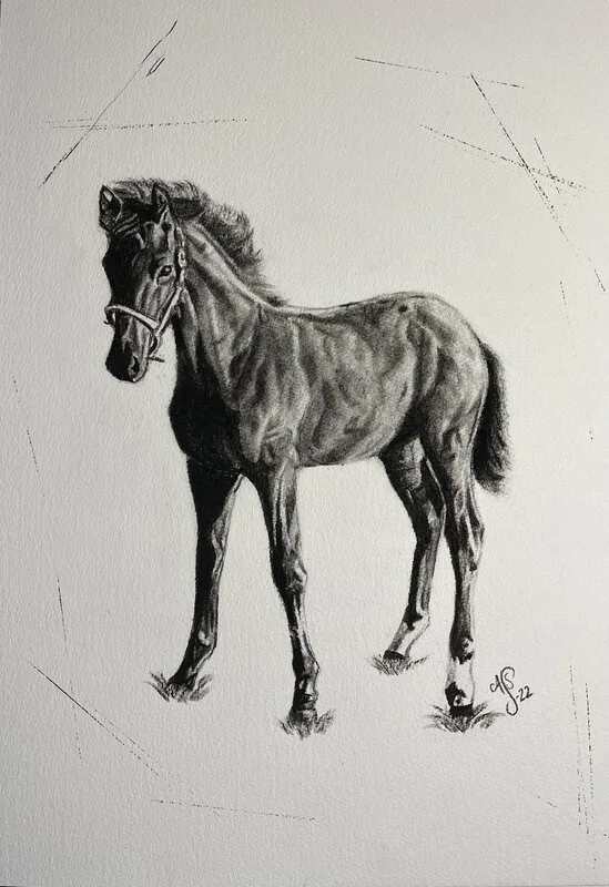 Kenobi - föl av Ann-Sofie Stjernkvist