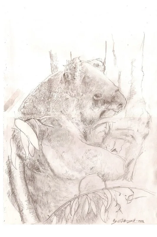 Koala av Thord Holmqvist