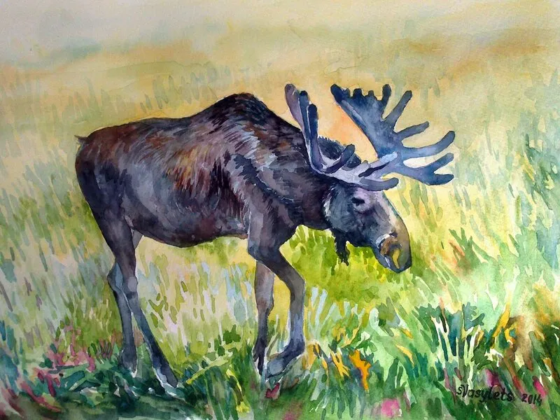Akvarell Älg av Svitlana Vasylets