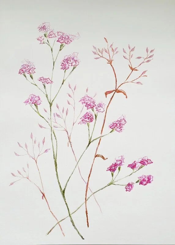 Ängsblommor. Blommor. Blommig teckning av Tetiana Sharanutsa