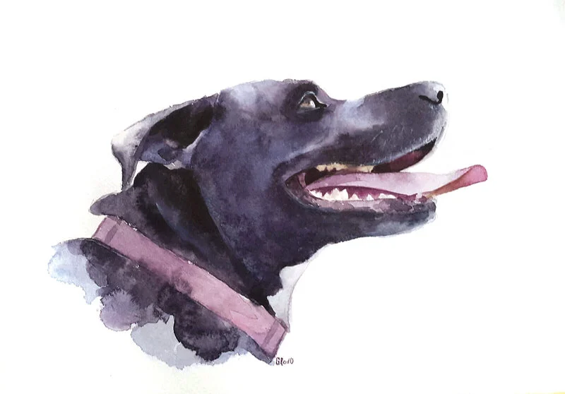 Akvarell Hund av Olha Hladka