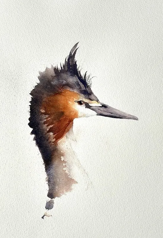 Akvarell Skäggdopping av Margaretha Gadnell