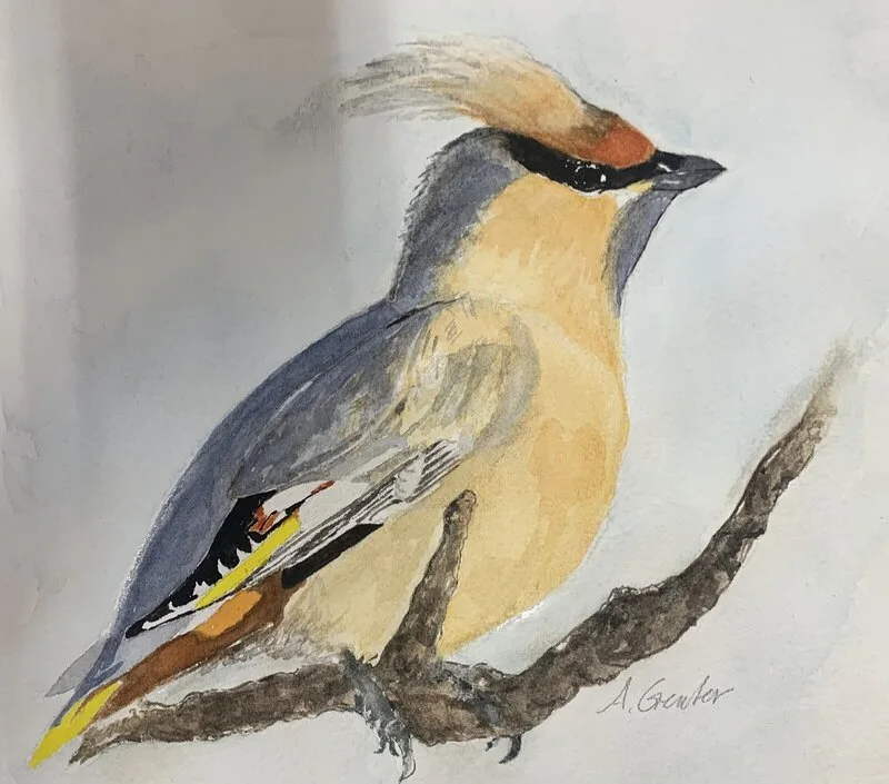 Akvarell Sidensvans av Anita Grenter