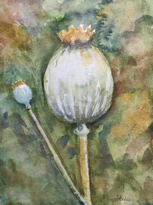 Akvarell Kapsel av Ingrid Astbo