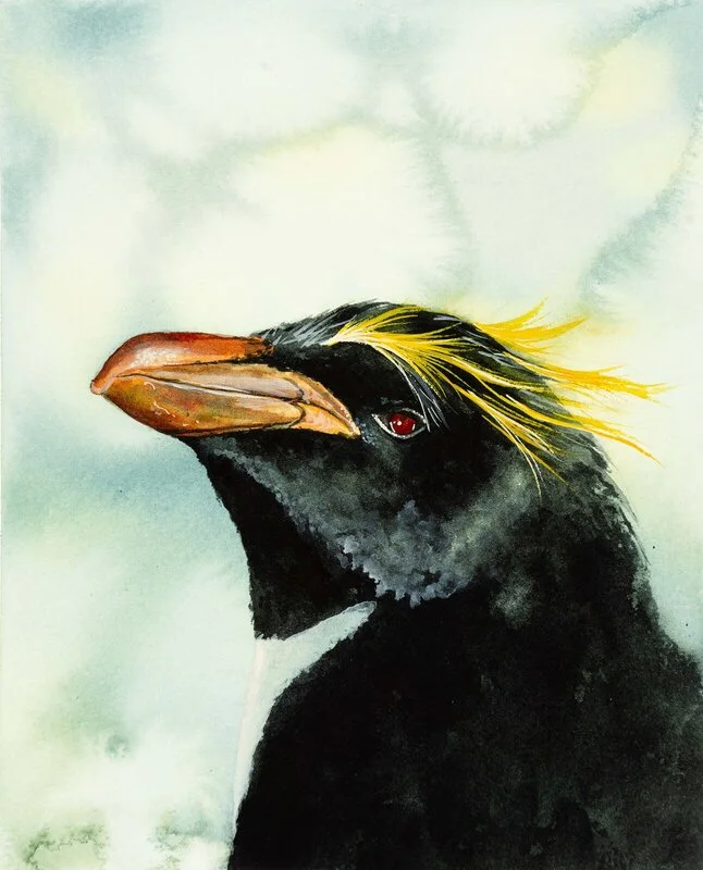 Akvarell Macaroni Pingvin av Malin Kämpe