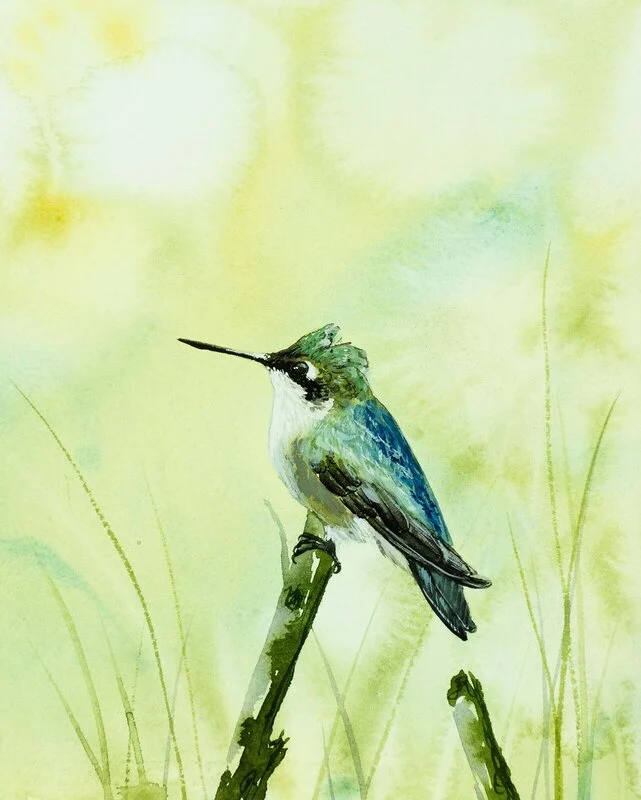 Akvarell Kolibri av Malin Kämpe