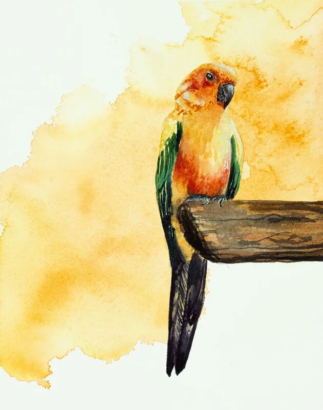 Akvarell Solparakit av Malin Kämpe