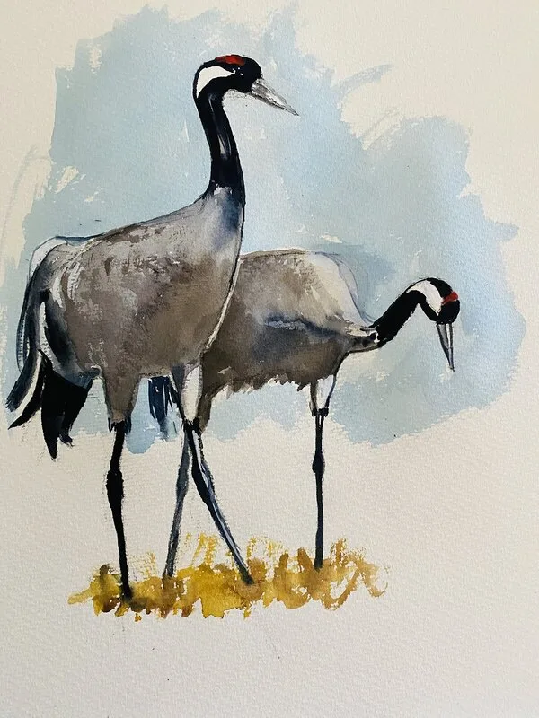 Akvarell Två tranor av Christina Ljungberg