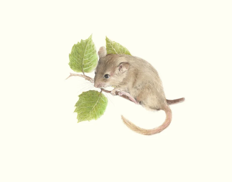 Hasselmus av Ida Bentinger