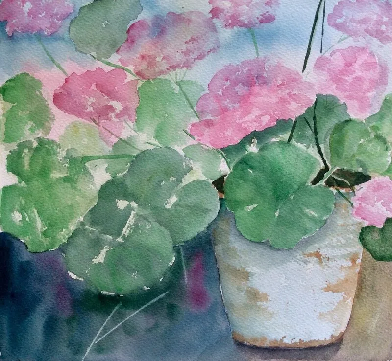 Akvarell Mårbackapelargon i kvadrat av Margareta Mattsson