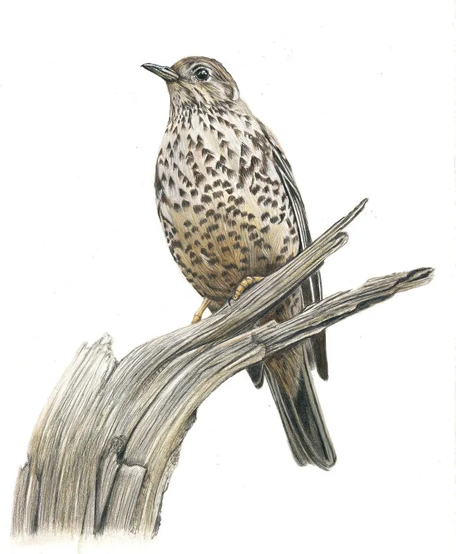 Taltrast av Angelica Diehn