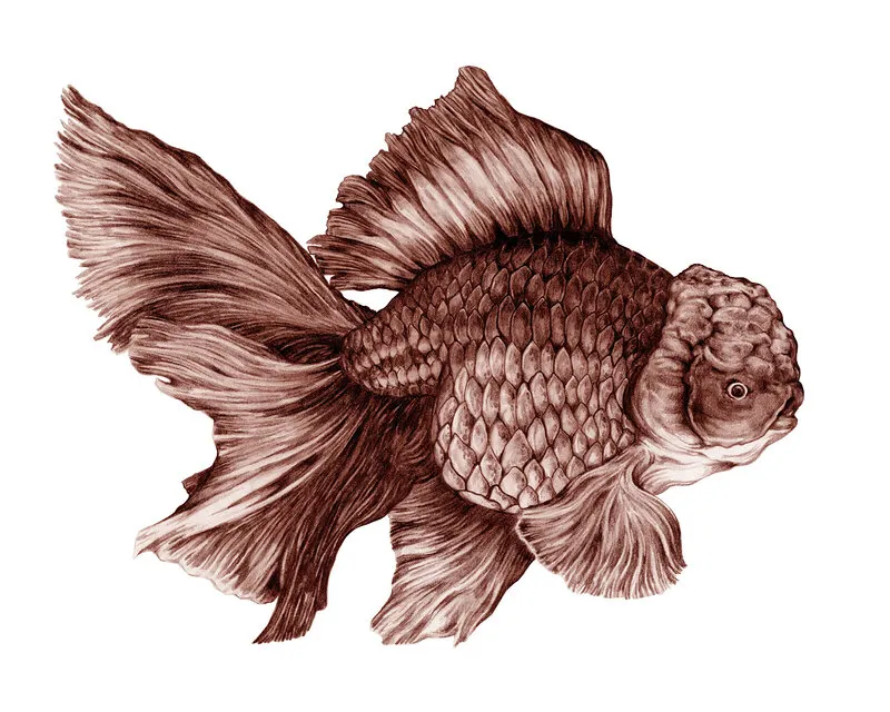 Oranda Goldfish av Max Aaron