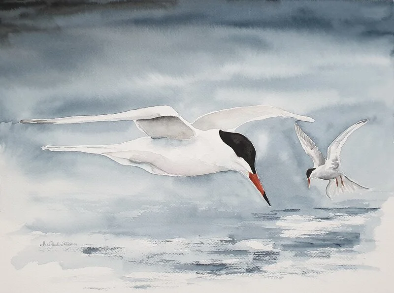 Akvarell Silvertärnor som fiskar av Anna-Paulina Räisänen
