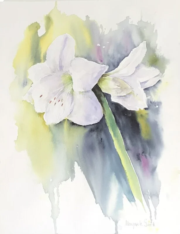 Akvarell Vit amaryllis av Margareta Snell