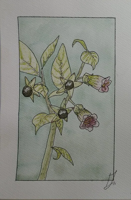 Akvarell Belladonna av Ida Johansson