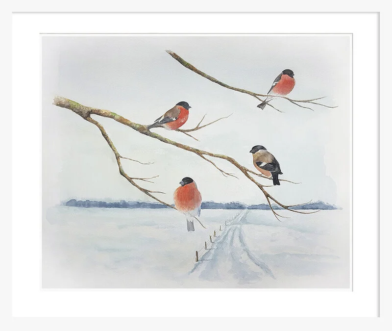 Domherrar i vintersol av Tess Enarsson