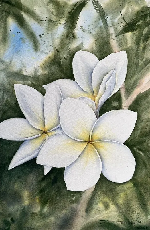 Akvarell Frangipani av Emma Hagberg