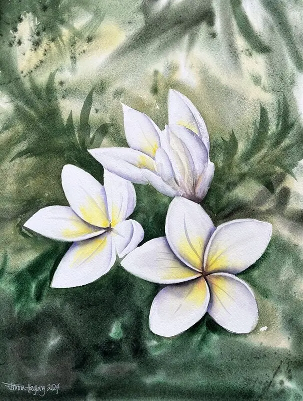 Akvarell Frangipani av Emma Hagberg