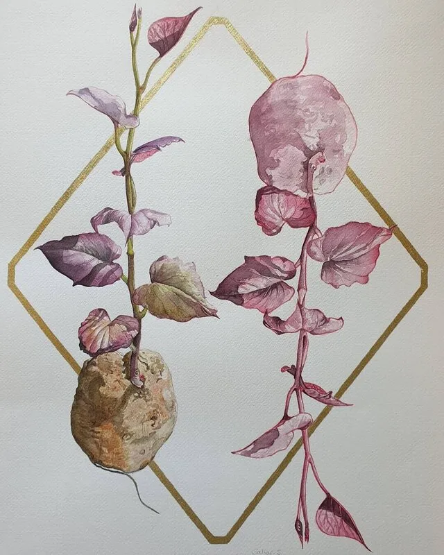 Akvarell Potato/potahto av Sahar Svedberg