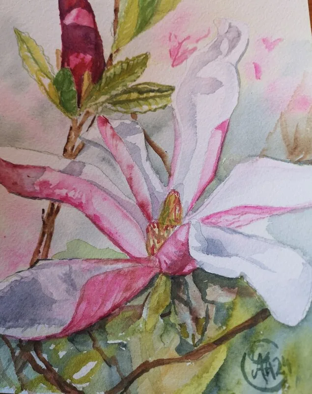 Akvarell Magnolia av Åsa Andersson