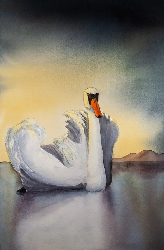 Akvarell Svanen av Mikael Weddfelt