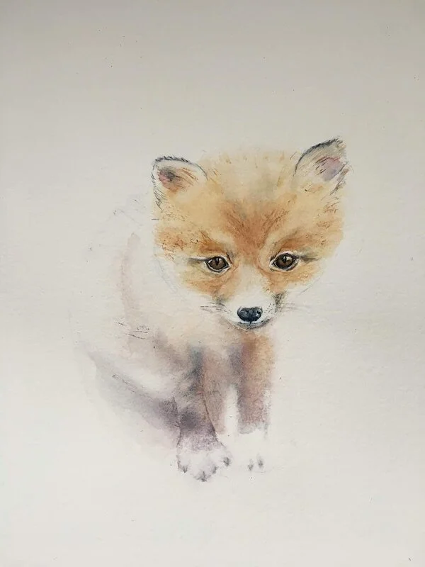 Akvarell Rävunge av Birgitta Åström