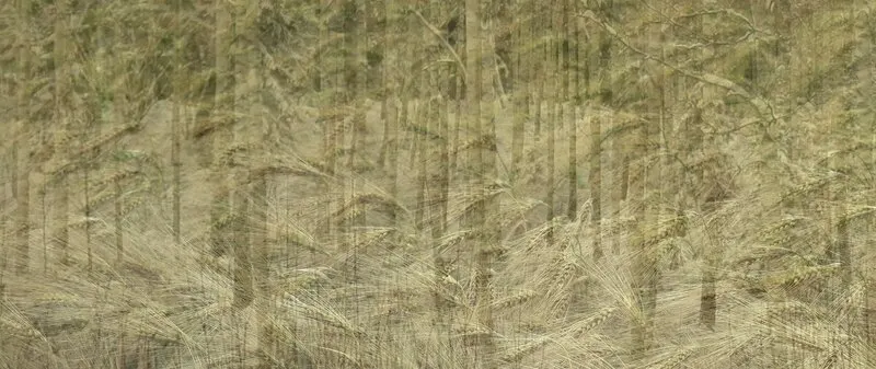 Fångad i skogens vindar av Anna Mazza