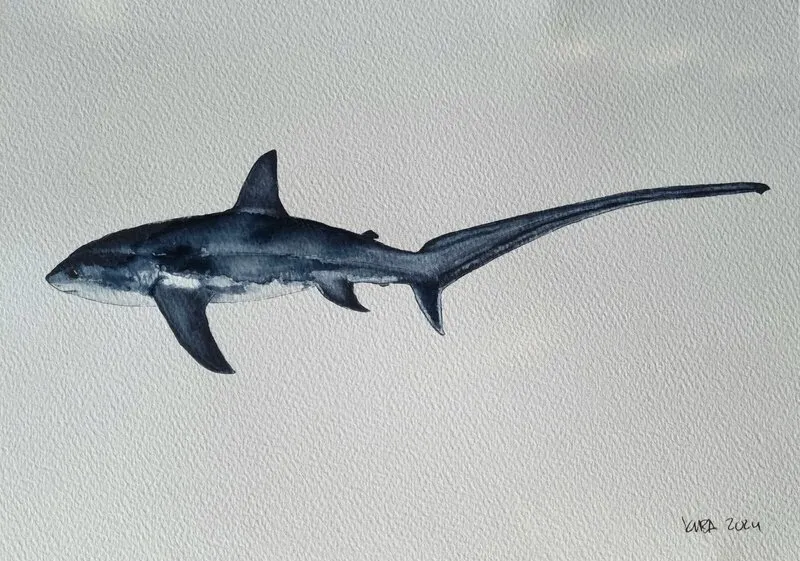 Akvarell Rävhaj av Kiba Gustafsson